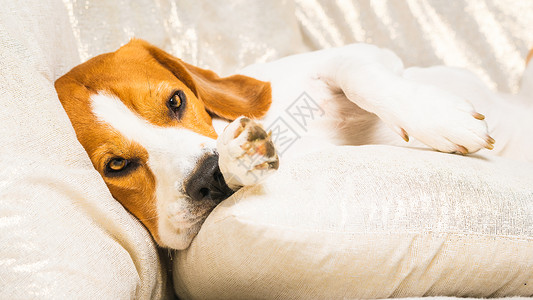 疲倦的狗睡在沙发上沙发上懒洋洋的小猎犬以狗为主题的背景疲倦的狗睡在沙发上沙发上懒洋洋的小猎犬背景图片
