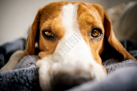 狗小鹿犬比格狗躺在沙发上的毯子看着悲伤或病态疲劳的狗背景