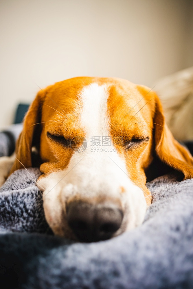 比格狗躺在沙发上的毯子看着悲伤或病态疲劳的狗图片