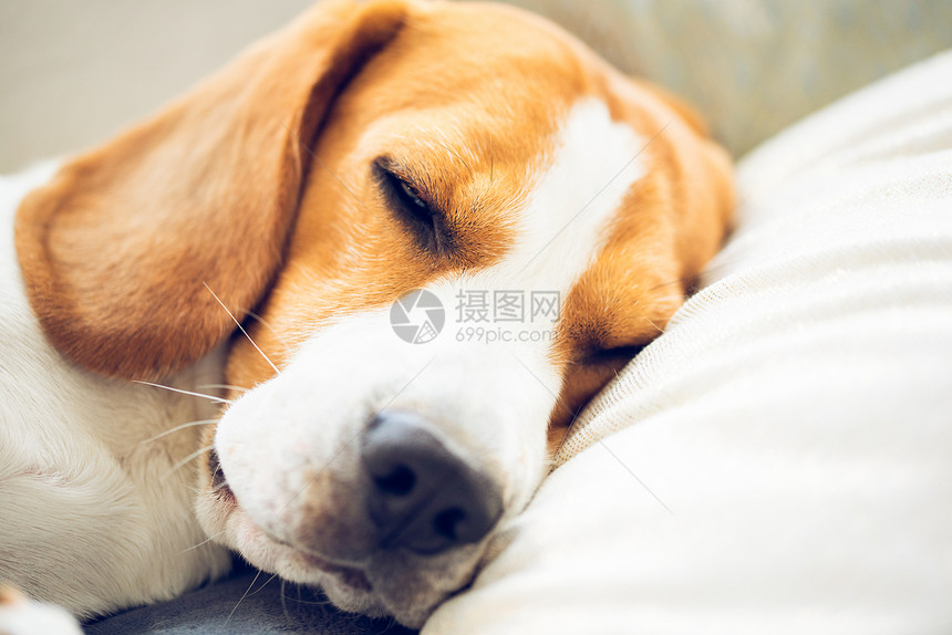 睡在沙发上的枕头比格尔狗头部特写动物背景比格尔狗睡在沙发上的枕头图片