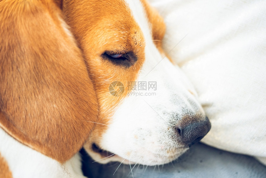 睡在沙发上的枕头比格尔狗头部特写动物背景比格尔狗睡在沙发上的枕头图片