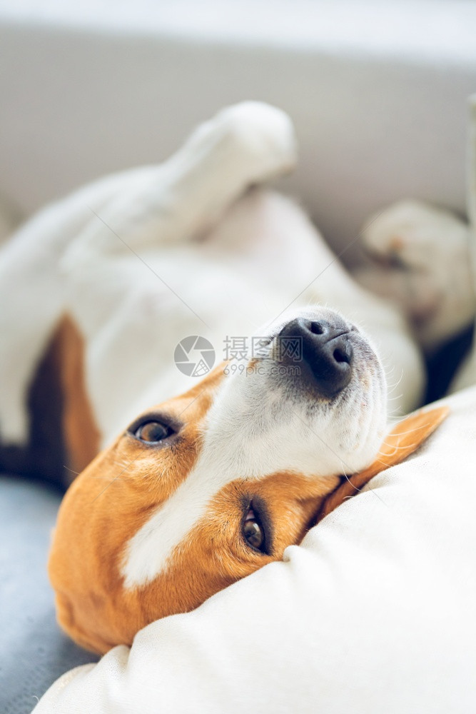 睡在沙发上枕头的比格尔狗背部的怪姿动物背景图片