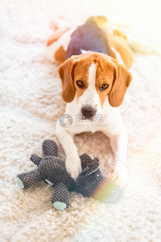比格犬和猫头鹰玩具放在地毯上看着摄像机编辑的照片地毯上有猫头鹰玩具的小猎犬编辑的照片图片