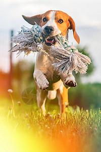 夏季用玩具在绿草地上奔跑和跳跃狗比格尔和玩具一起奔跑跳跃图片