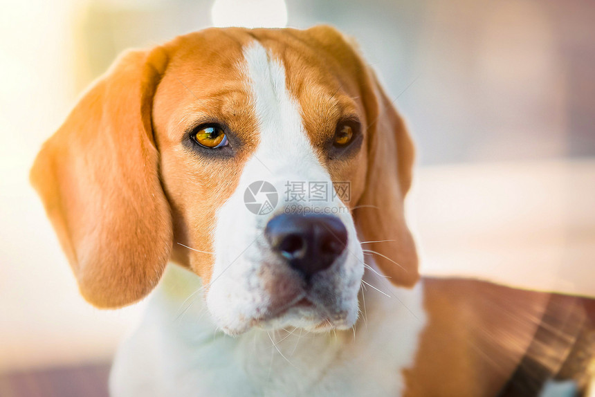 美丽的狗户外肖像复制右边文字的空间动物背景主题美丽的狗大眼睛鼻子和长耳朵的肖像图片