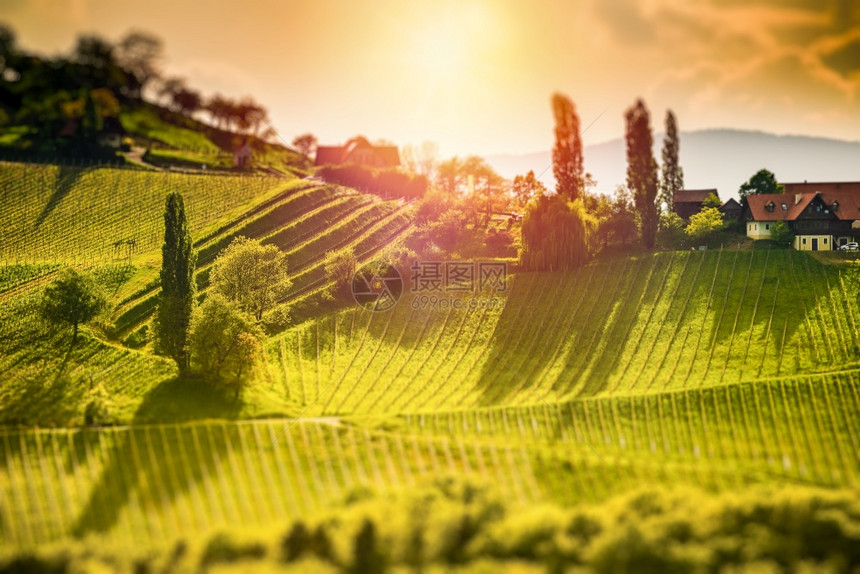 葡萄酒国Styria南部的Styria著名的旅游目地Sunny风景Styria南部的奥地利VineyardsLeibnitz地区图片