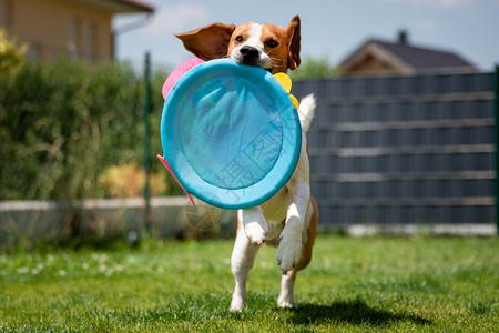 一只小狗带着个圆玩具在花园里跑向摄影机夏日小狗带着圆玩具跑向一个图片