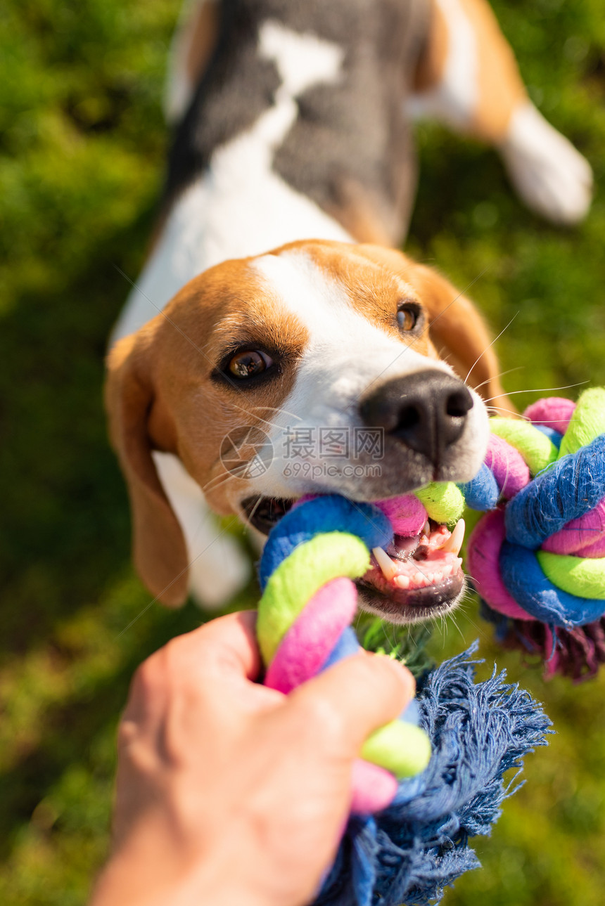 Dogbeagle拉着玩具和拖战车的游戏拖着它们的背景拉着玩具和拖战车的游戏图片