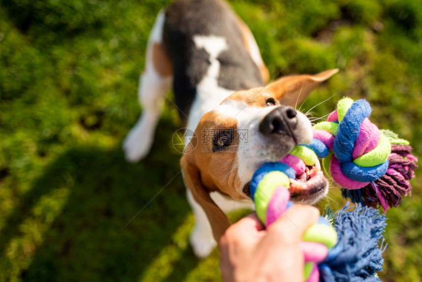 Dogbeagle拉着玩具和拖战车的游戏拖着它们的背景拉着玩具和拖战车的游戏图片