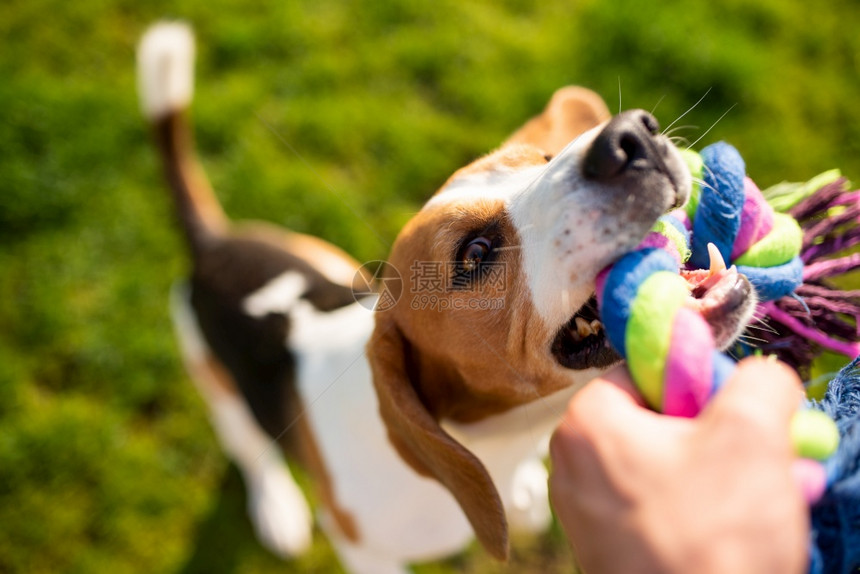 Dogbeagle拉着玩具和拖战车的游戏拖着它们的背景拉着玩具和拖战车的游戏图片