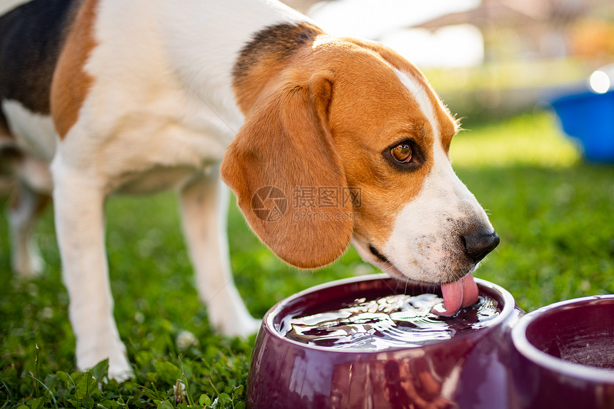 Beagle狗饮用水以在夏日的阳光下躲藏草荫冷却夏季背景热的疲劳Beagle狗饮用水以在阴凉中冷却图片