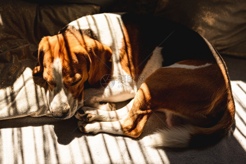 Beagle狗躺在沙发上夏天的热浪中休息太阳光从窗户射进来Beagle狗躺在沙发上夏天的热浪中休息图片