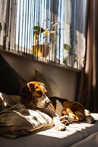 Beagle狗躺在沙发上夏季的热浪中休息太阳光从窗户射进来复制空间背景图片