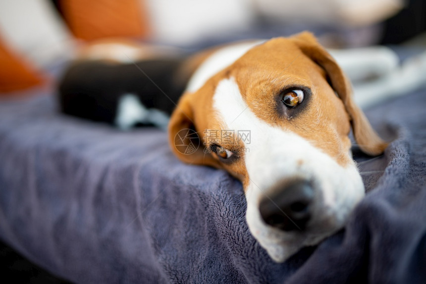 Beagle狗躺在花园沙发的阴影下躲避夏日的阳光季背景厌倦了夏日的炎热Beagle狗躺在花园沙发的阴影下躲避夏日的阳光图片