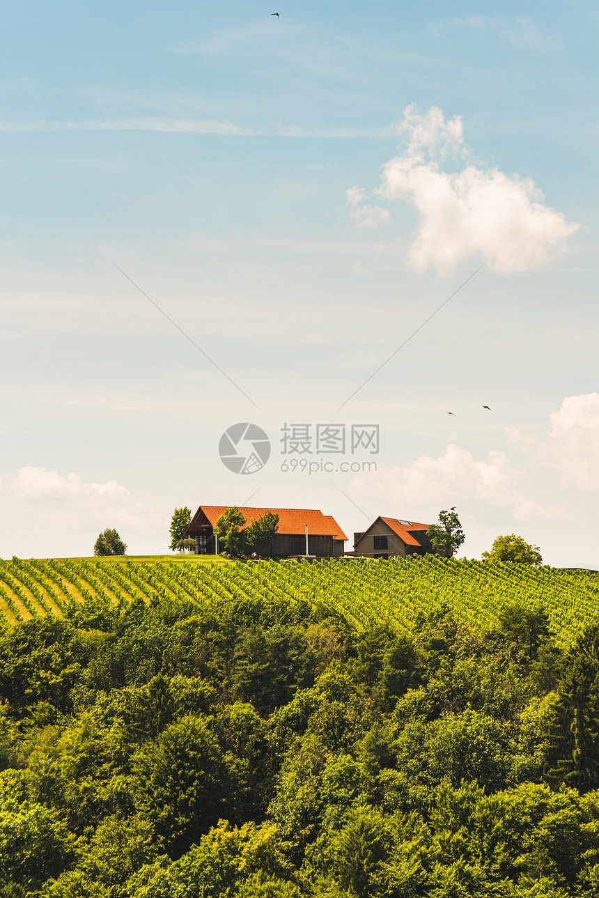 7月在奥地利葡萄园南施蒂里亚莱布尼茨地区南施蒂里亚州旅游目的地酒庄南施蒂里亚莱布尼茨地区图片