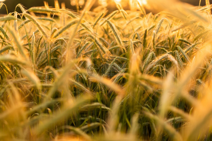 小麦田黄金的耳朵紧闭美丽的自然日落景观明光下的农村风草地成熟耳朵的背景丰收概念美丽的自然日落景观图片