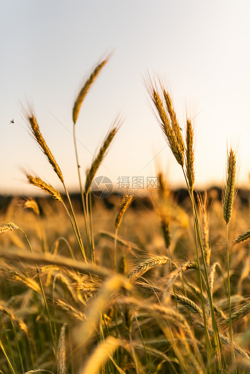小麦田黄金的耳朵紧闭美丽的自然日落景观明光下的农村风草地成熟耳朵的背景丰收概念美丽的自然日落景观图片