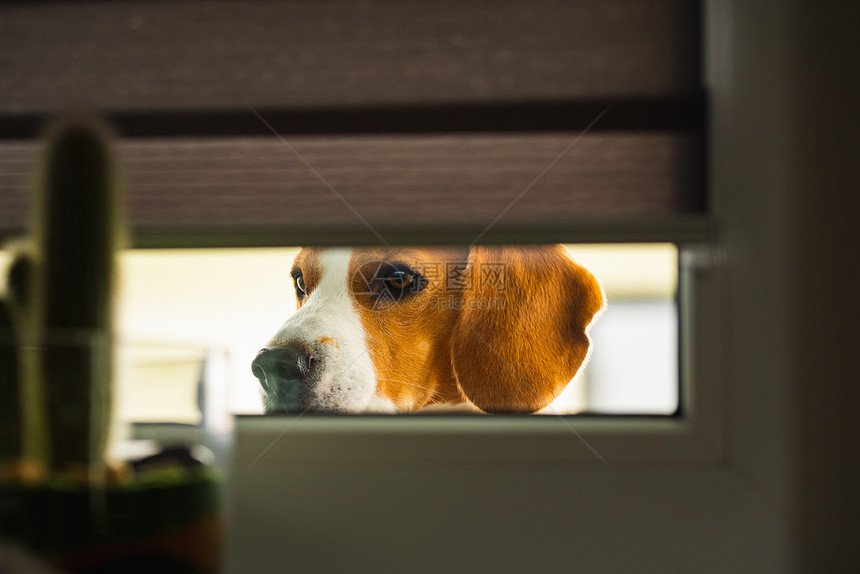 Beagle狗想进屋从窗户看里面的狗图片