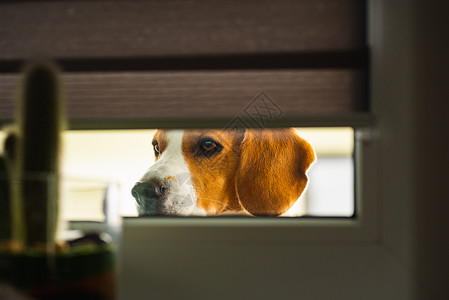 Beagle狗想进屋从窗户看里面的狗图片