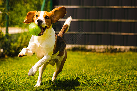 取来在花园户外玩比格尔狗的乐趣与球一起奔向相机狗背景复制空间比格尔狗在花园户外玩的乐趣与球一起奔向相机背景