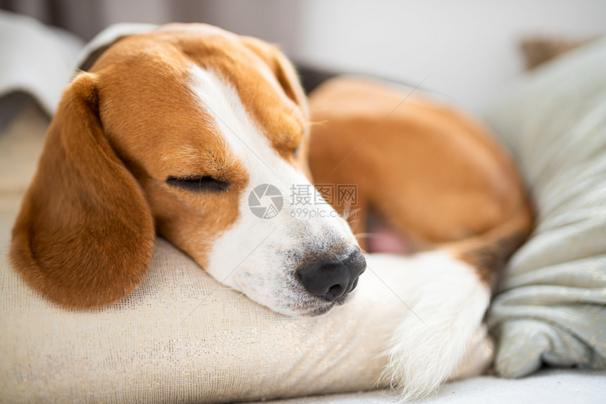 可爱的比格尔狗在沙发上放松明亮的房间坐垫上放松图片