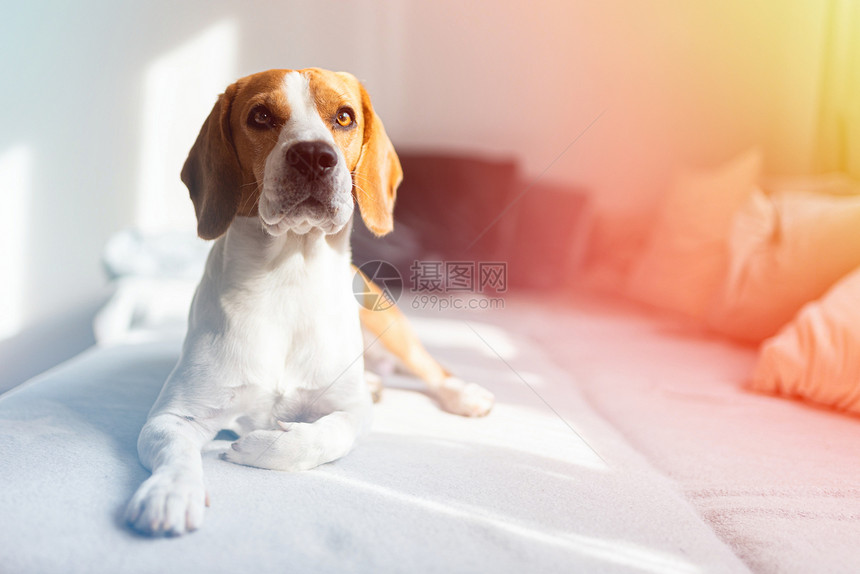 Beagle躺在沙发上明亮的房间等待着色彩多的近视肖像复制了空间背景躺在明亮的房间等待着图片