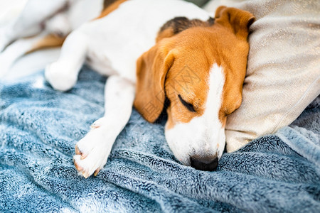 睡在床上的狗家里宠物概念比格尔狗睡在室内沙发上图片