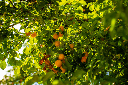 一群在夏日阳光下的树上生长杏子背景图片
