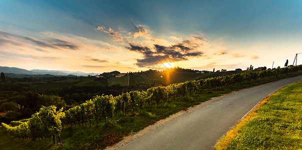 奥地利乡村公路穿过施蒂里亚的葡萄田日落夏的葡萄园高清图片