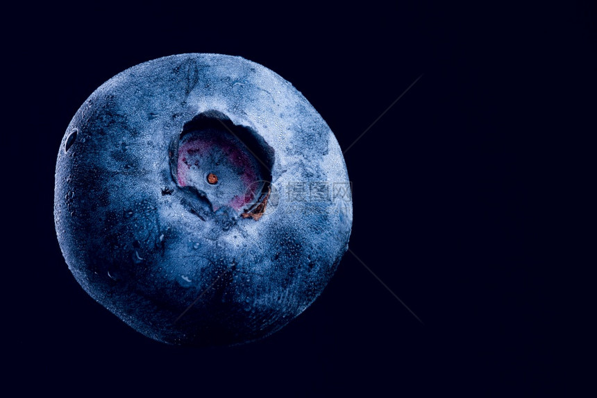 在深蓝色背景上隔离了一个蓝莓闭塞点非常详细的宏观拍摄左侧有主题复制右侧的空间在深蓝色背景上隔离了一个蓝莓闭塞点抗氧化剂概念图片