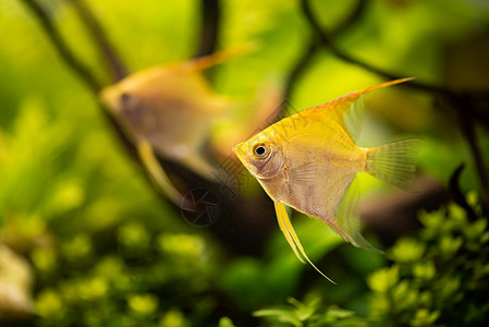 金凤尾鳞在水下黄天使鱼概念金凤尾鳞在水里黄色的神仙鱼背景图片