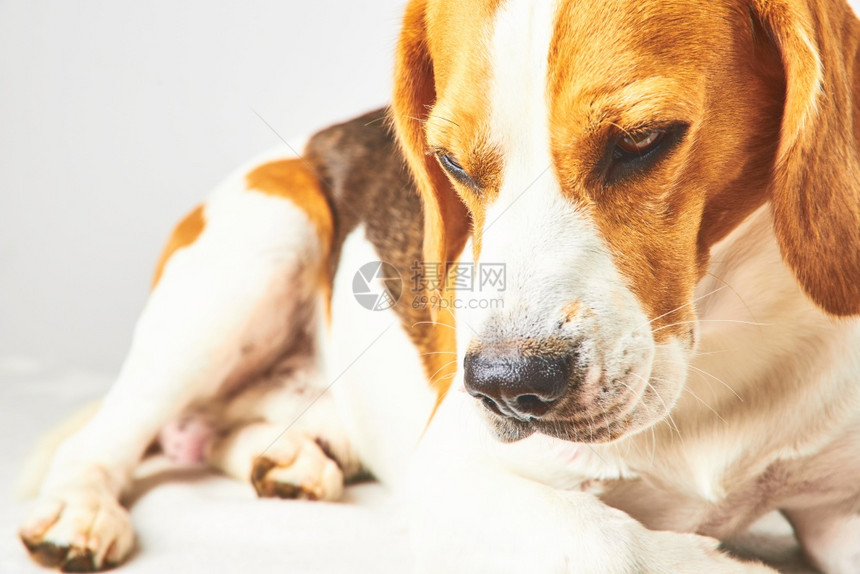 Preebredbeagledog躺在白色背景面前狗躺在白色背景面前图片