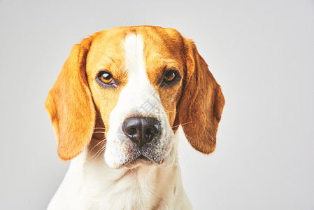 Beagle狗肖像白色背景前的狗图片