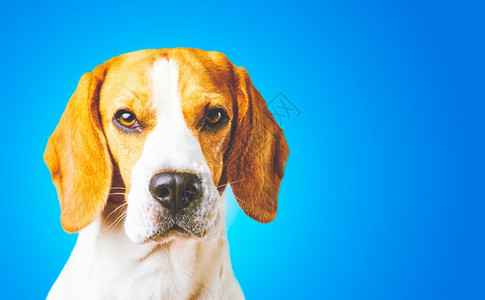 Beagle狗肖像在蓝背景前寻找复制速度狗在蓝背景前图片