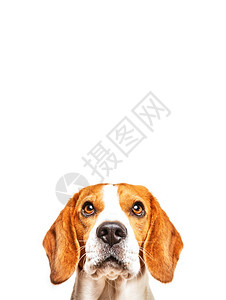 Beagle狗肖像白色背景前的狗图片