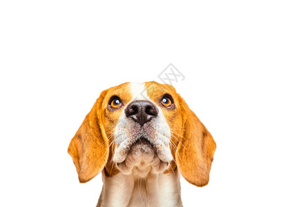 Beagle狗肖像白色背景前的狗图片