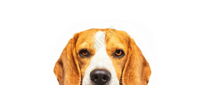 Beagle狗肖像白色背景前的狗图片
