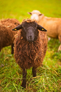 巴什拜羊棕色羊毛黑脸在牧群的草原上放农场有羊的概念动物特检在牧群的草地上放养羊的概念背景