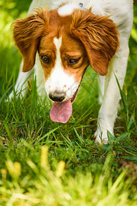 布列塔尼斯帕尔狗在夏日躺草地上狗的背景图片
