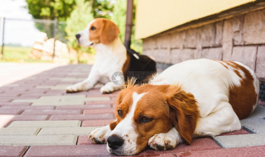 埃帕格努尔布雷顿列塔尼斯帕埃尔和比格犬两只猎躺在房子旁边的冷砖人行道阴影下峡谷背景埃帕格努尔布雷顿列塔尼斯帕尔和比格狗两只猎犬躺图片