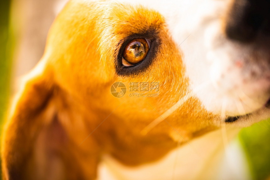 可爱的鸟狗向上看肖像眼睛近视选择焦点浅野外背景浅的野外背景图片