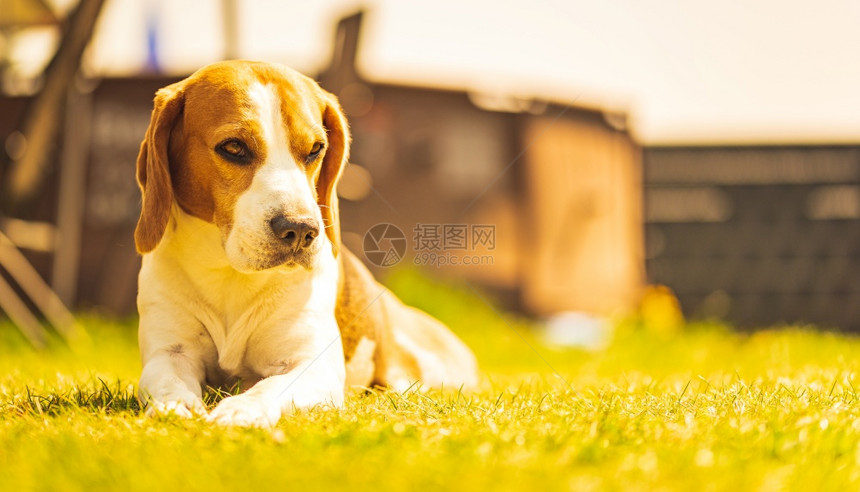 狗躺在后院的草地上在阳光明媚的春天狗背景图片