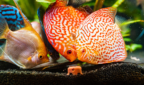 五颜六色的鱼从SpicesSyphysodon铁饼和天使鱼在水族馆喂养牛心肉立方体五颜六色的鱼从SpicesSymphysodo背景图片