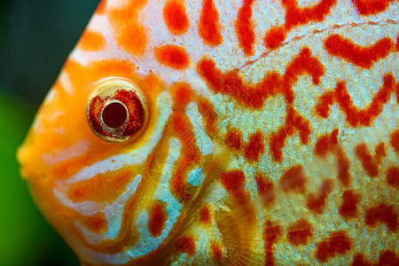 水族馆的鱼群淡水族的概念鱼群图片