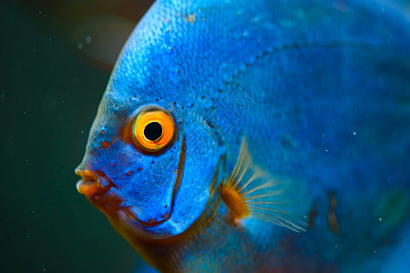 蓝色圆斑胖鱼水族馆的蓝鱼淡水族概念青鱼背景