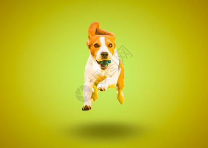 快乐和小疯狗跳上绿色背景跑颜孤立背景快乐和小疯狗跳上绿色背景图片