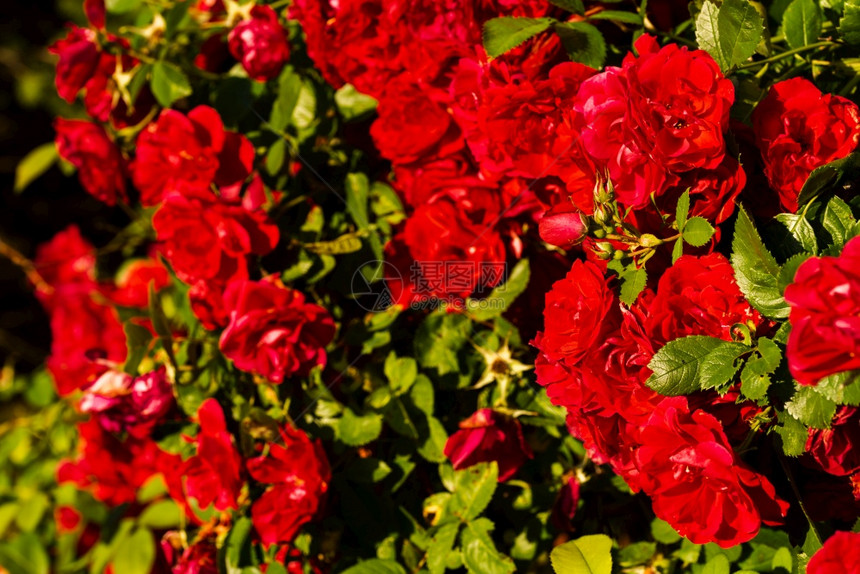 阳光明媚的一天阳光明媚的丛林上红玫瑰花图片