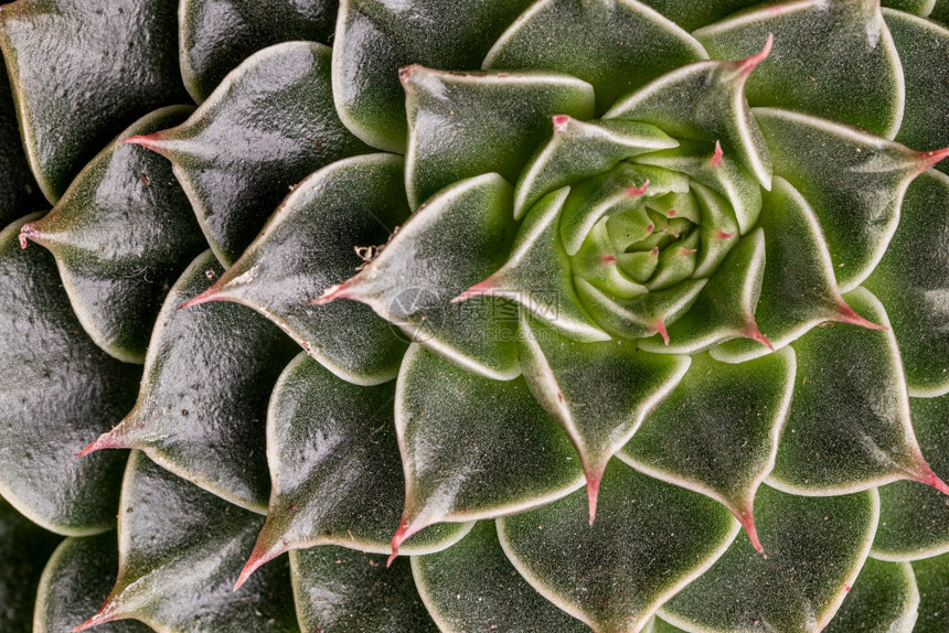 摘要特端视图显示辅助植物EcheveriaCapri的多彩天然玫瑰模式摘要选择焦点宏观背景摘要特端视图显示EcheveriaCa图片