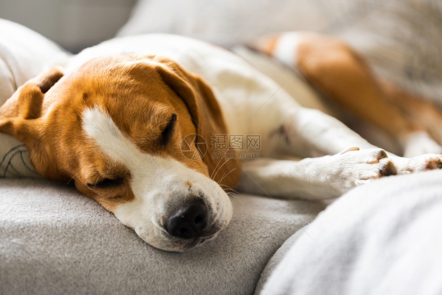 比格狗睡在舒适的沙发毯子狗主题上图片