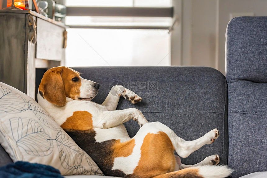 Beagle狗睡在舒适的沙发上有趣姿势犬类主题狗睡在舒适的沙发上有趣姿势图片